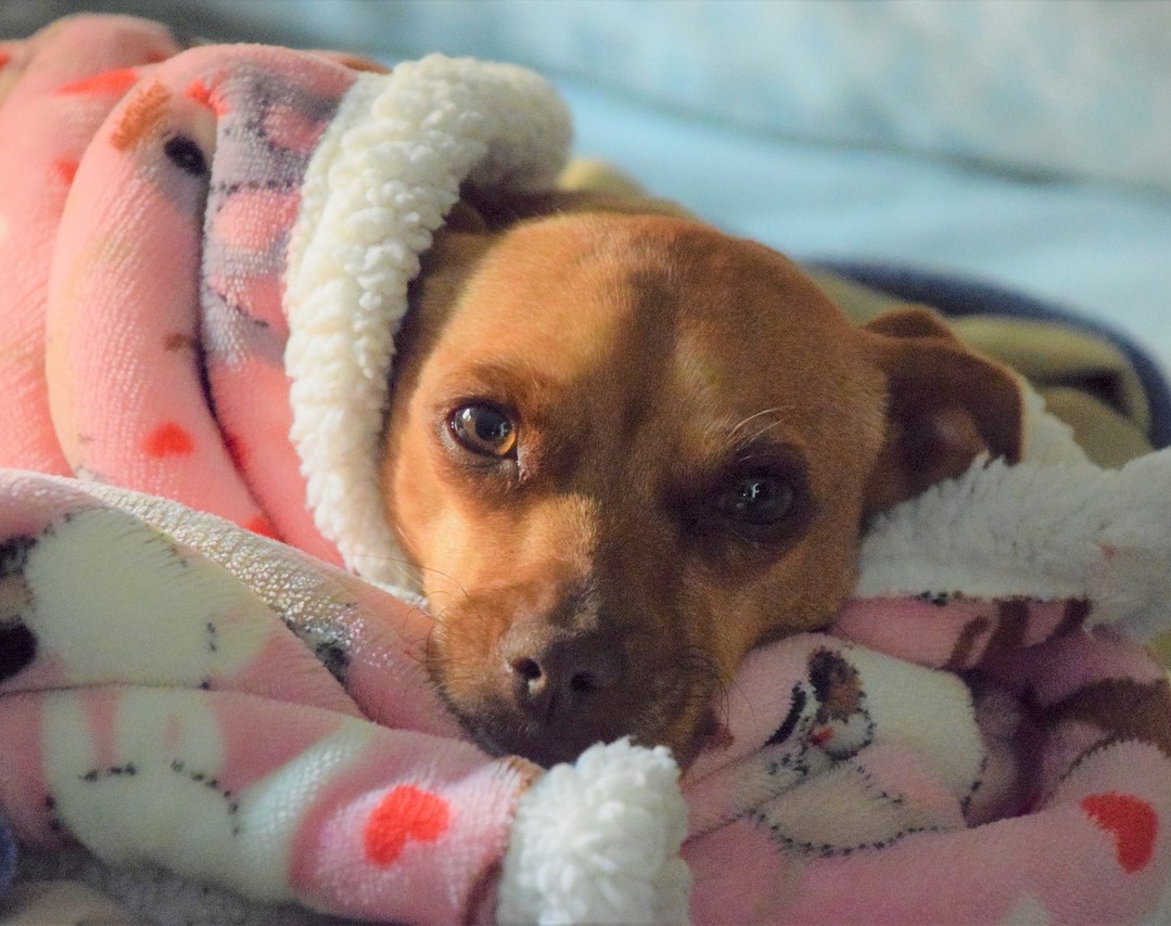 dog wrapped in blanket