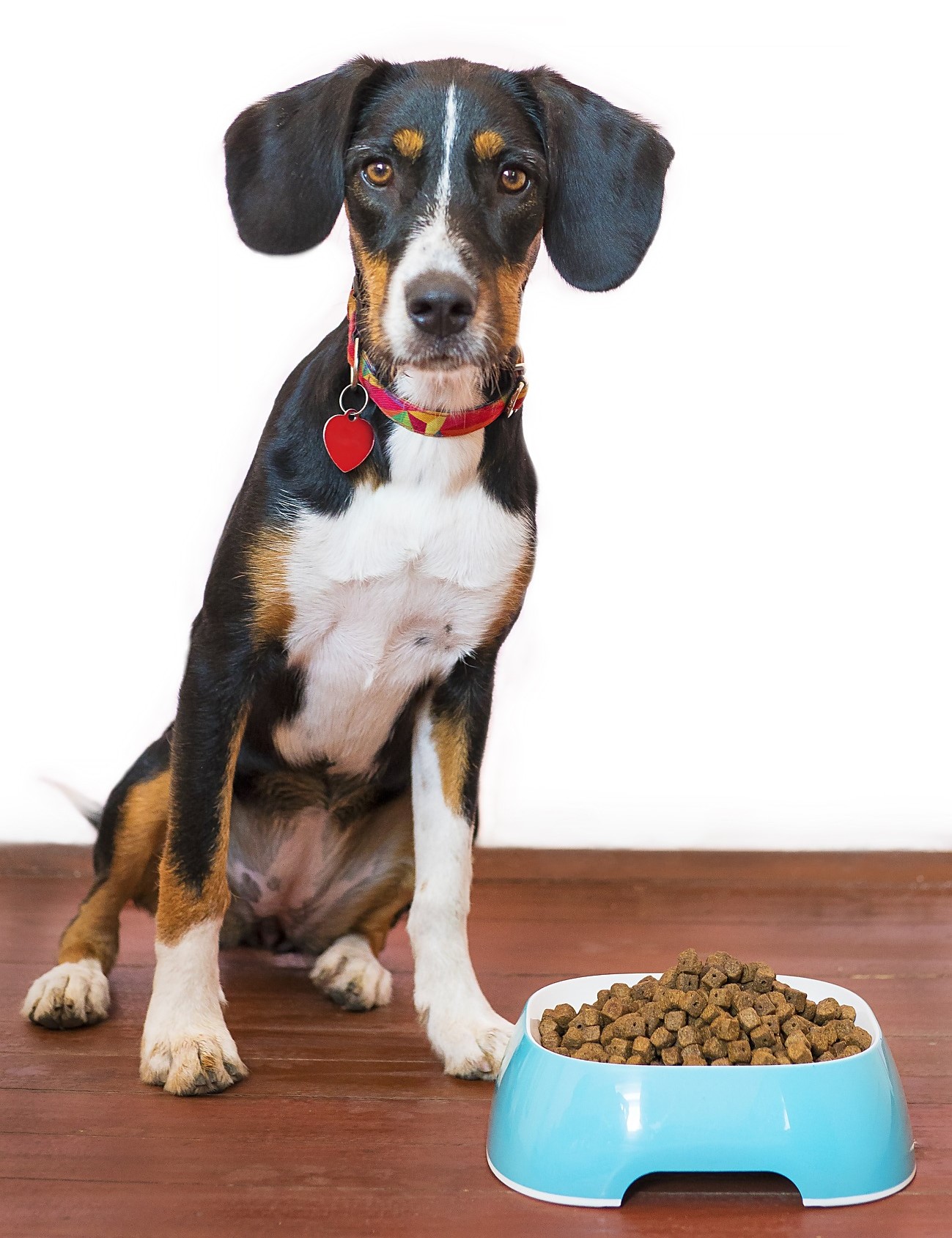 dog sitting next to his bowl of food without corn, wheat or soy