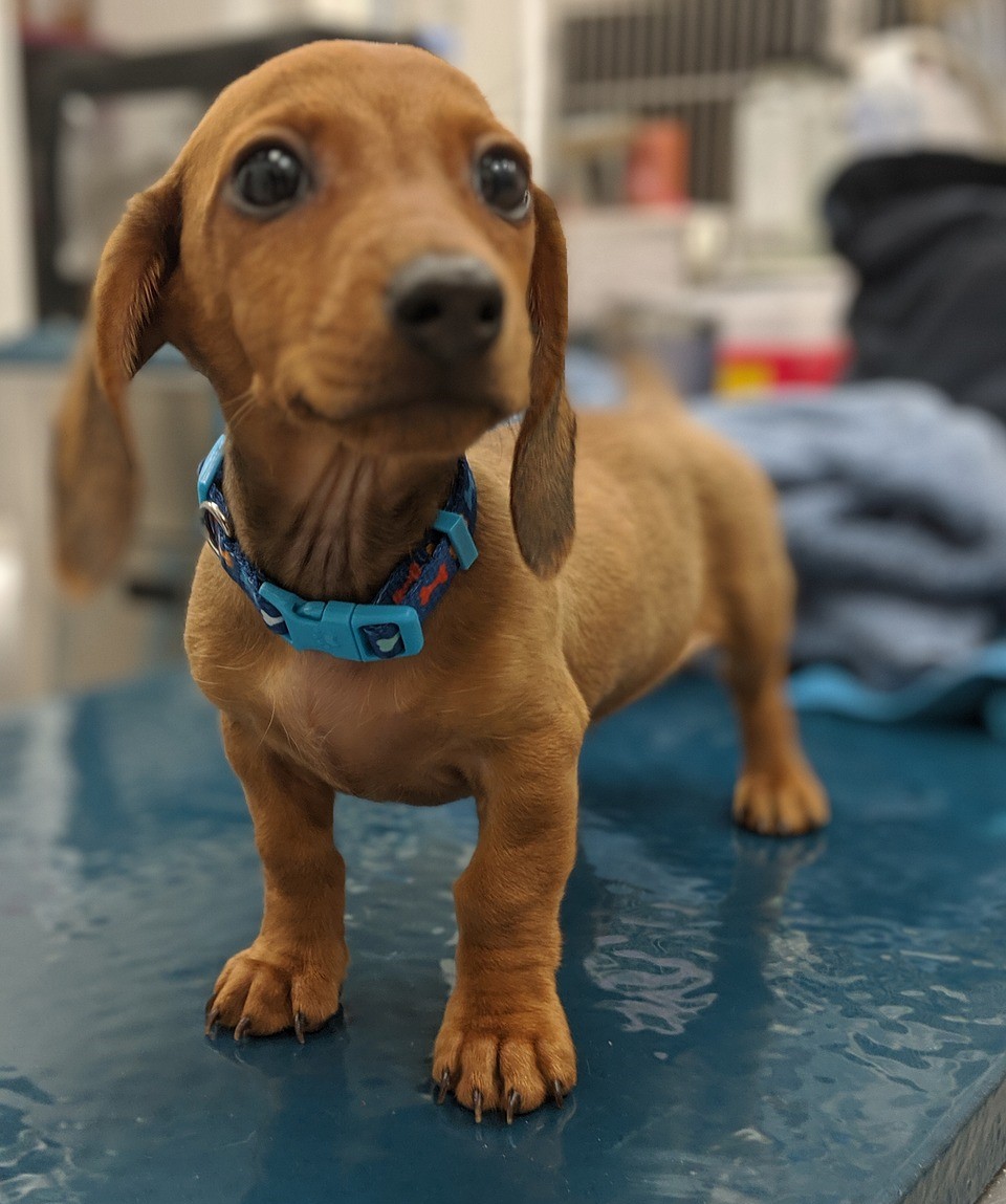 cute Dachshund puppy with possible allergy