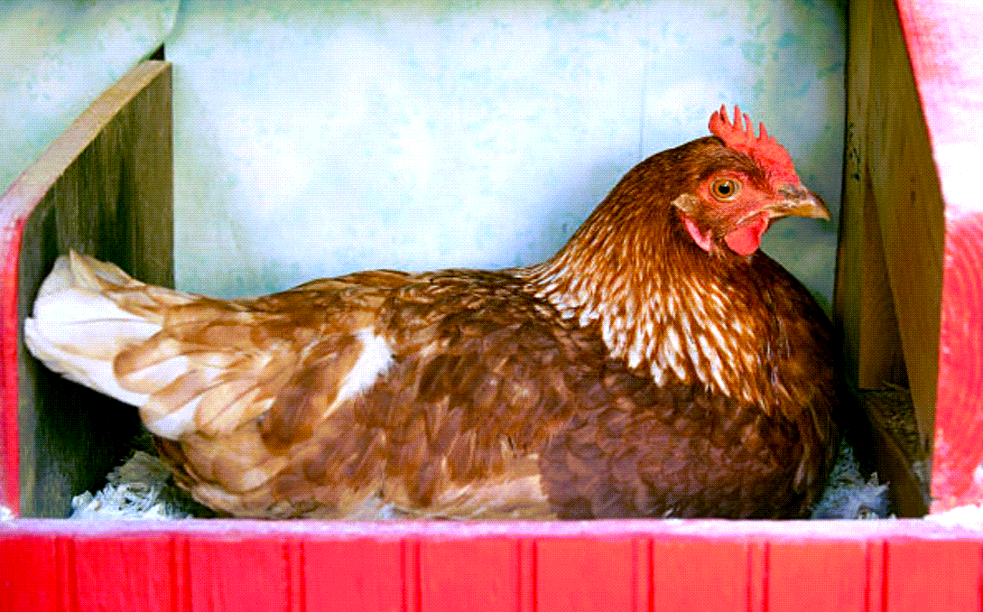 egg laying chicken