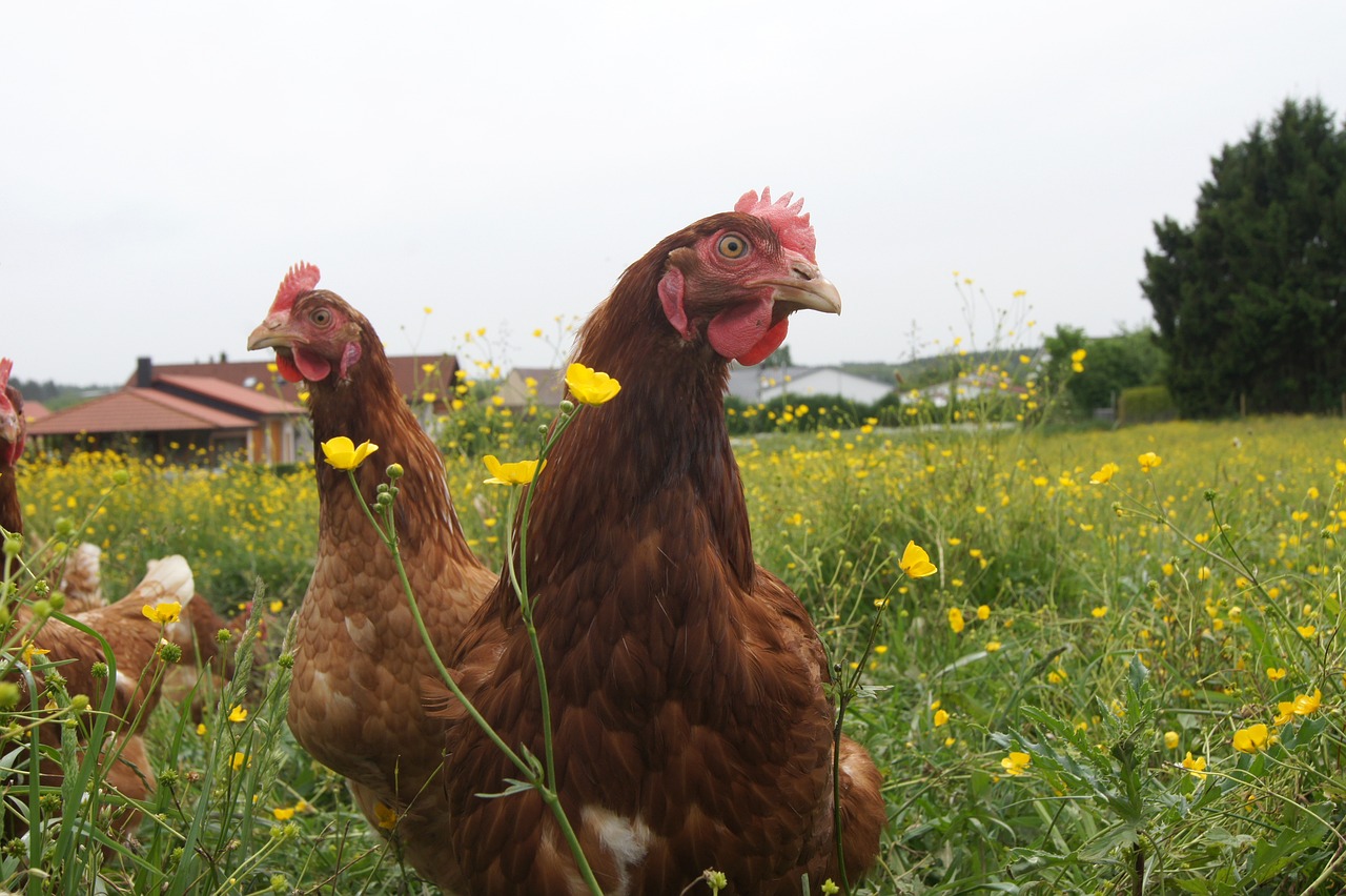 chickens in a field of yellow wildflowers