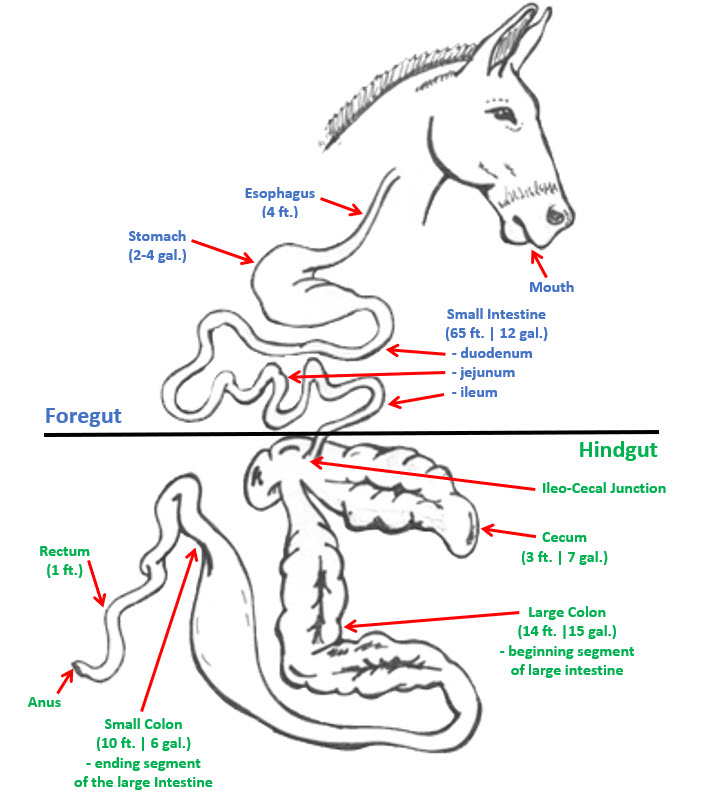 Horse Digestive System Overview Star Milling Co.