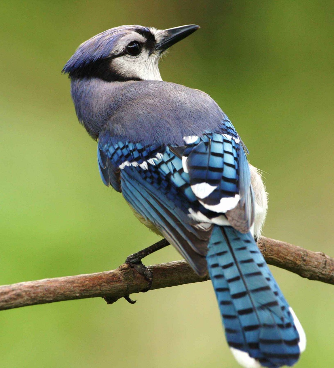 How to Attract Blue Jays