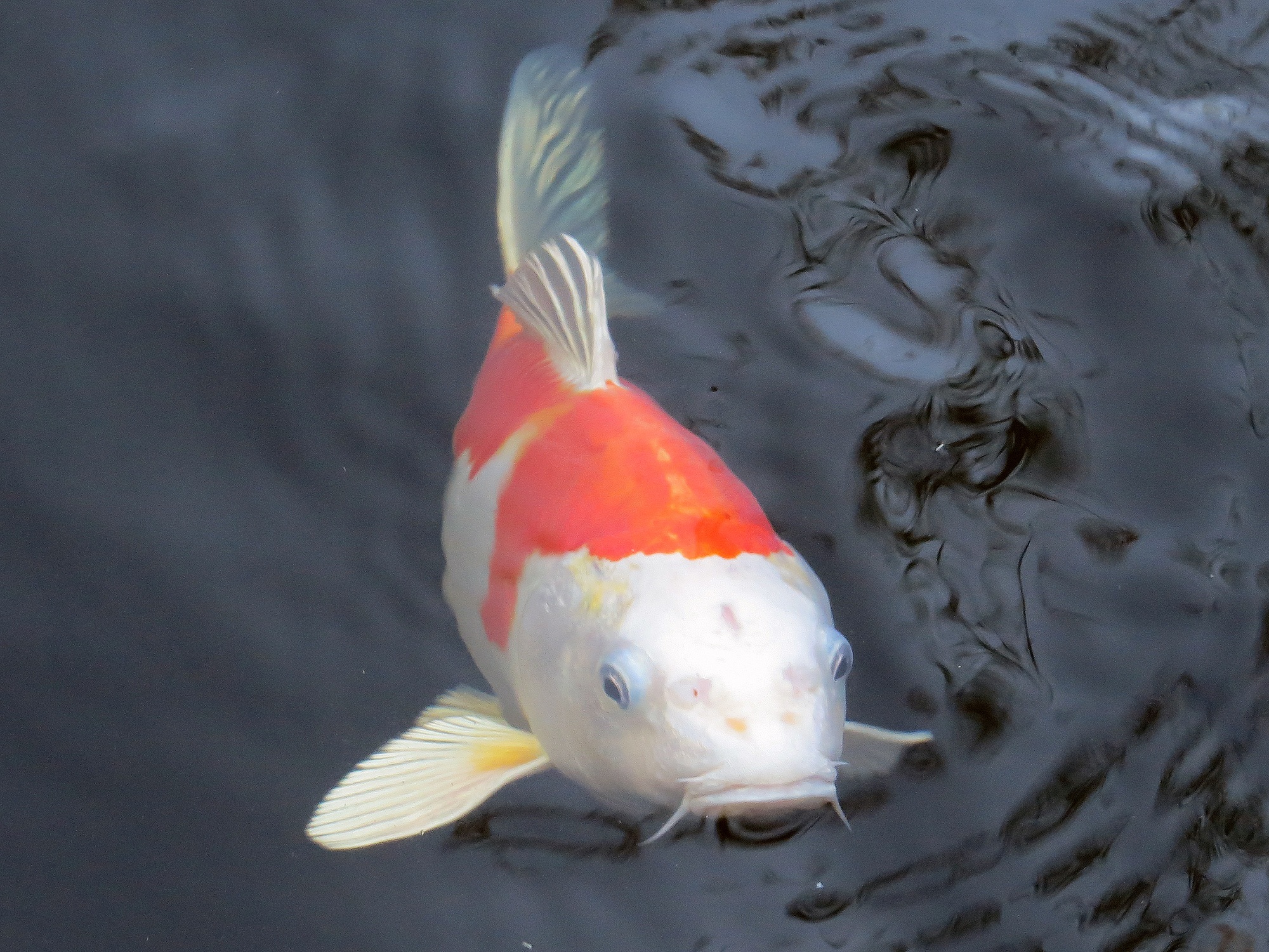 Feeding Your Koi Fish and Goldfish: Everything You Need to Know