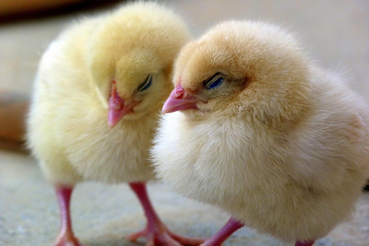 Baby chicks in winter Baby chicks in winter - Star Milling Co.