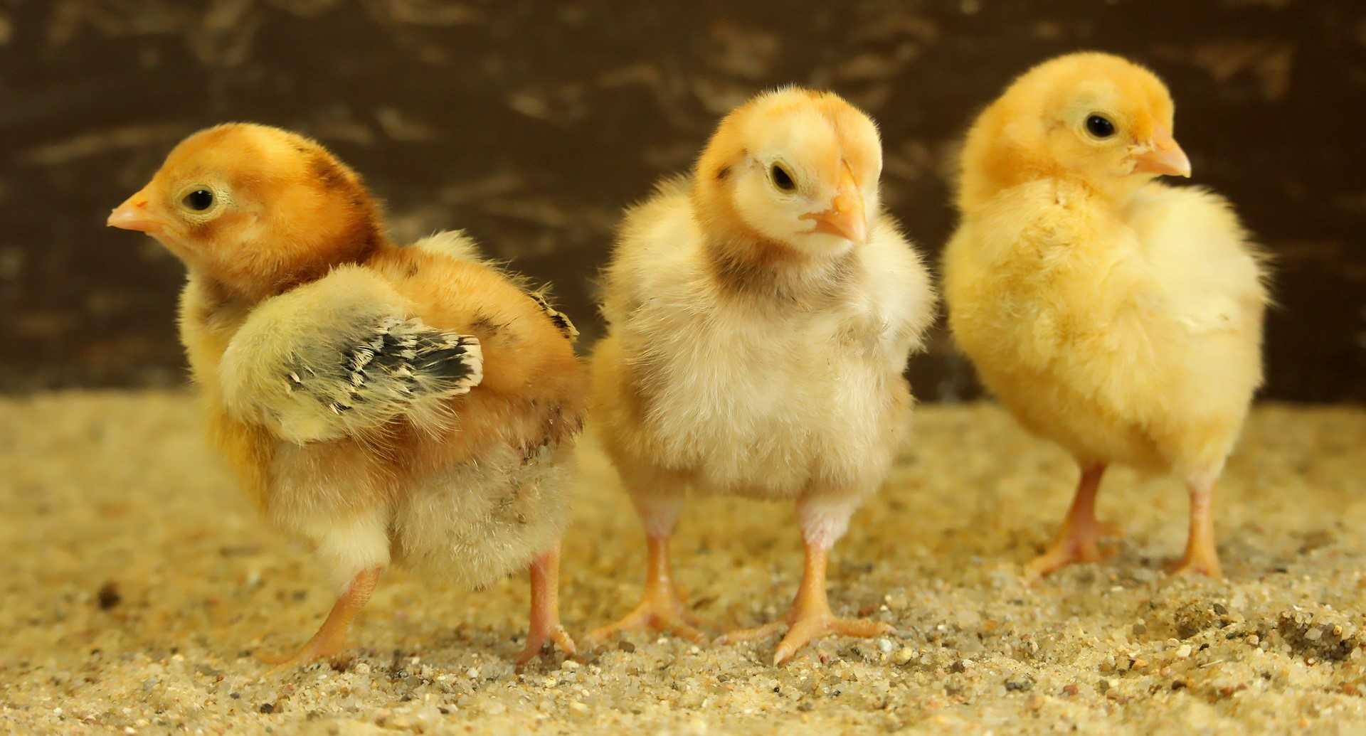 Cute Baby Chicks Thriving Baby Chicks - Star Milling Co.