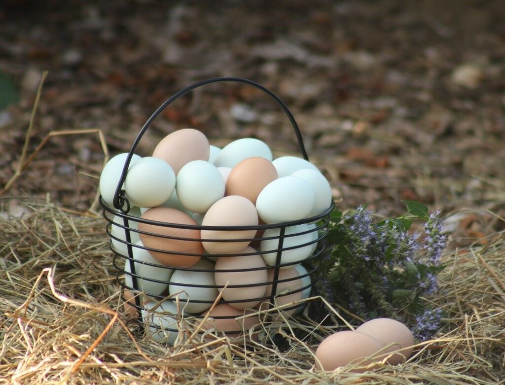 backyard eggs Backyard eggs - Star Milling Co.