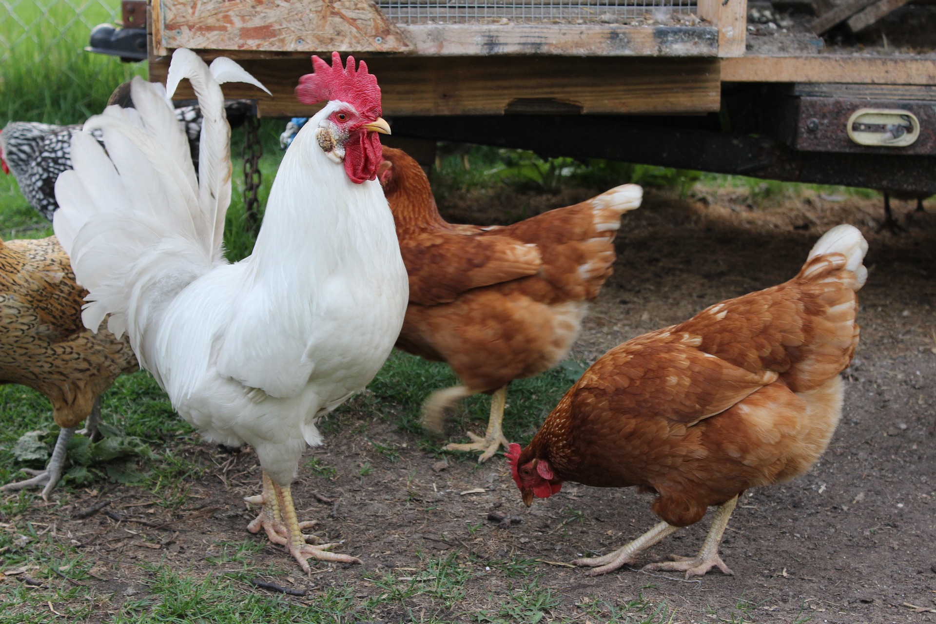 rooster_hens_feeding Feeding your chickens - Star Milling Co.