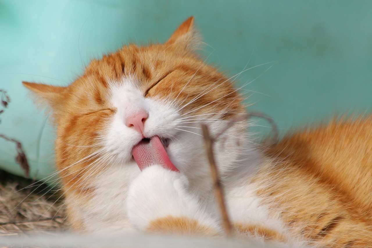 cat Natural cat food for better coat and skin health - Star Milling Co.