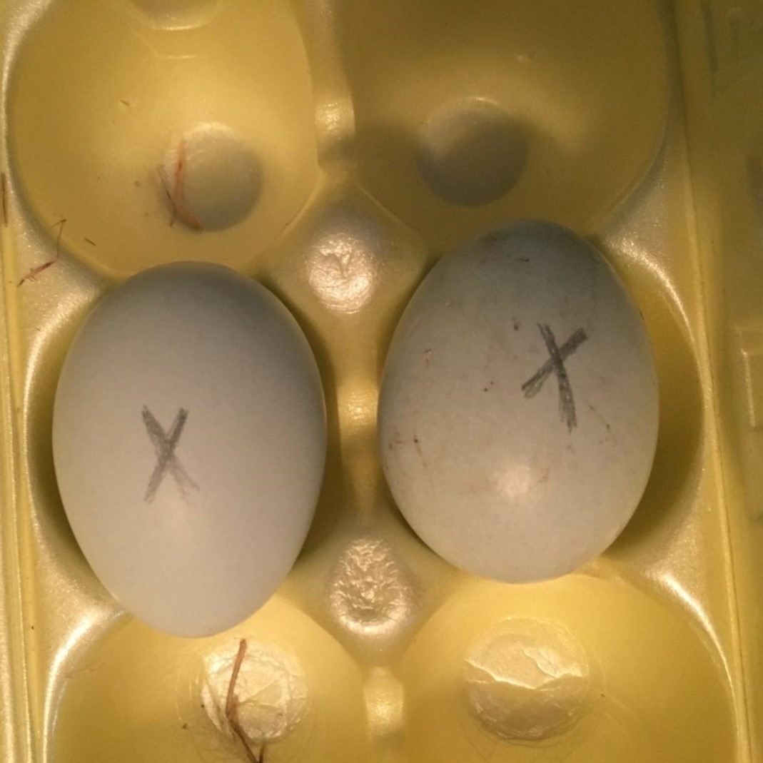 fertilized eggs jordy