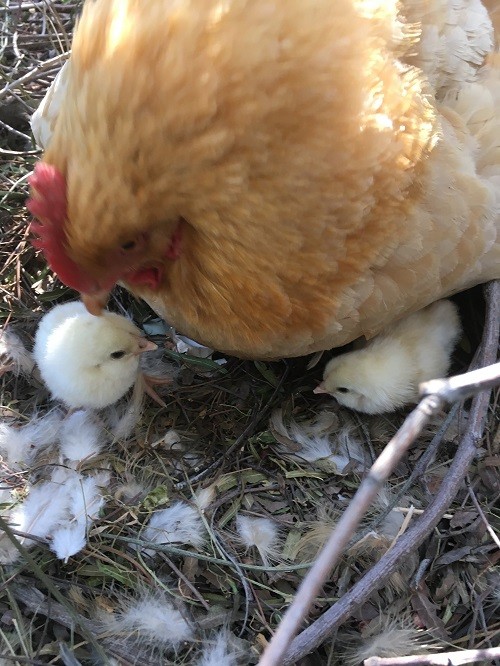 jordy-2-chicks Jordy the broody hen