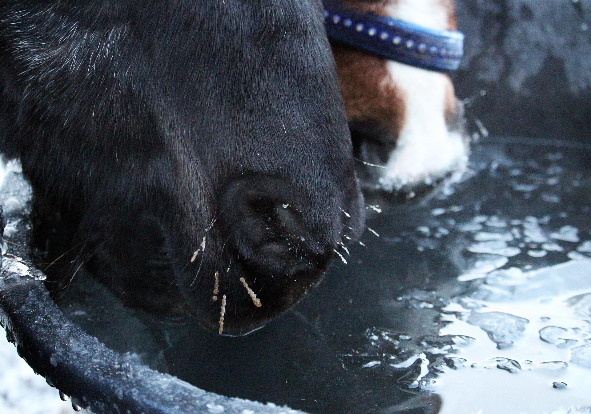 horse-drinking-water-winter