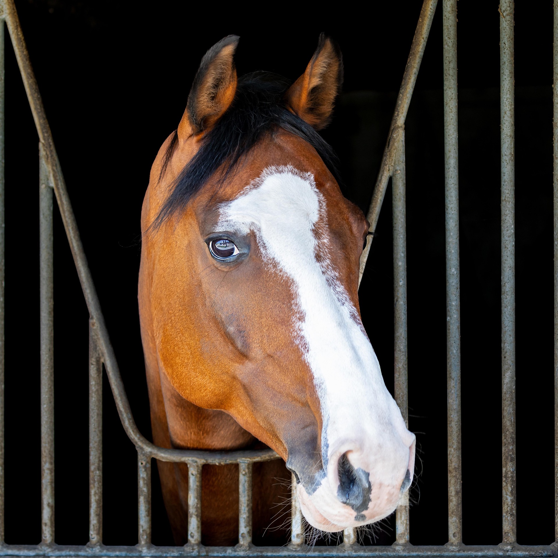 barn-horse-7289706_1920