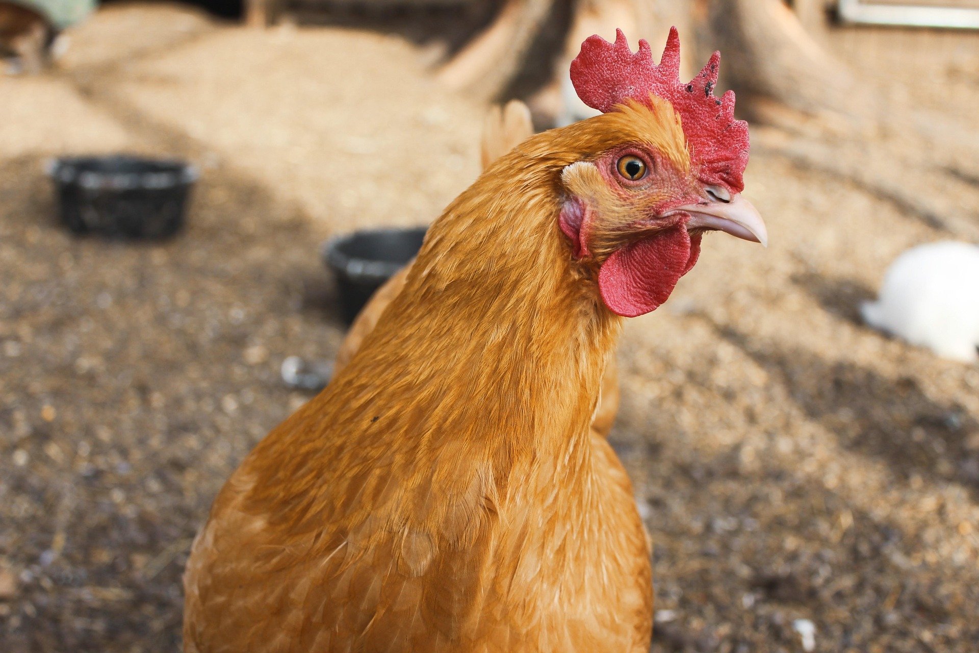 chicken-1842298_1920