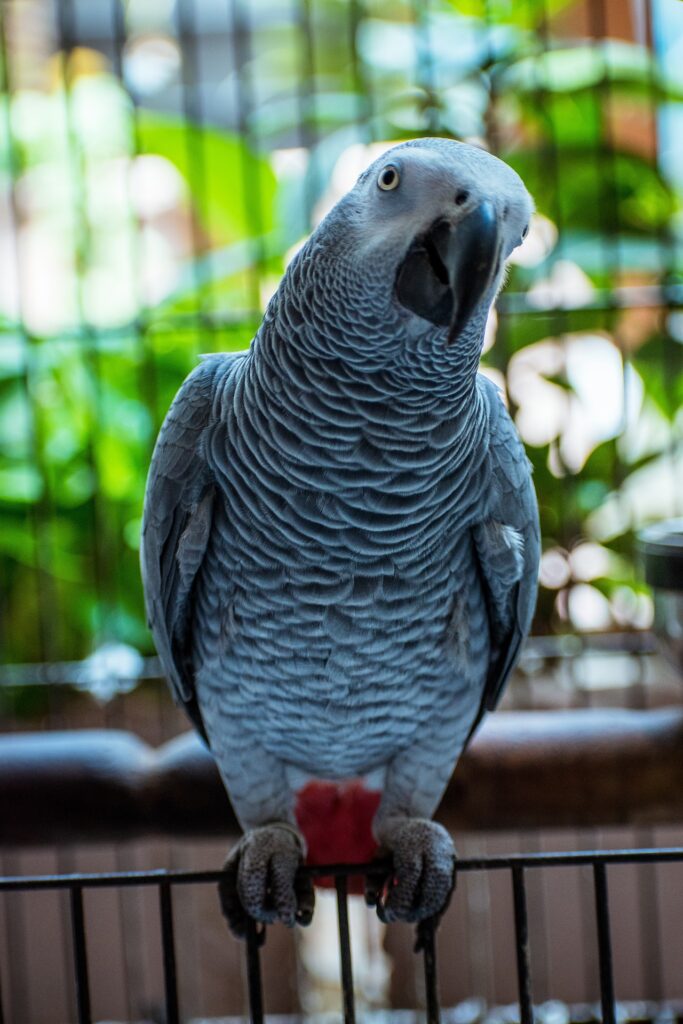gray-parrot-5532840_1920 White cockatoo