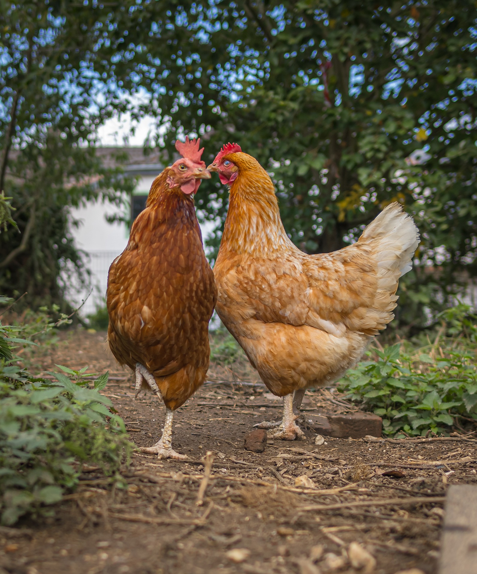 hens-5548389_1920