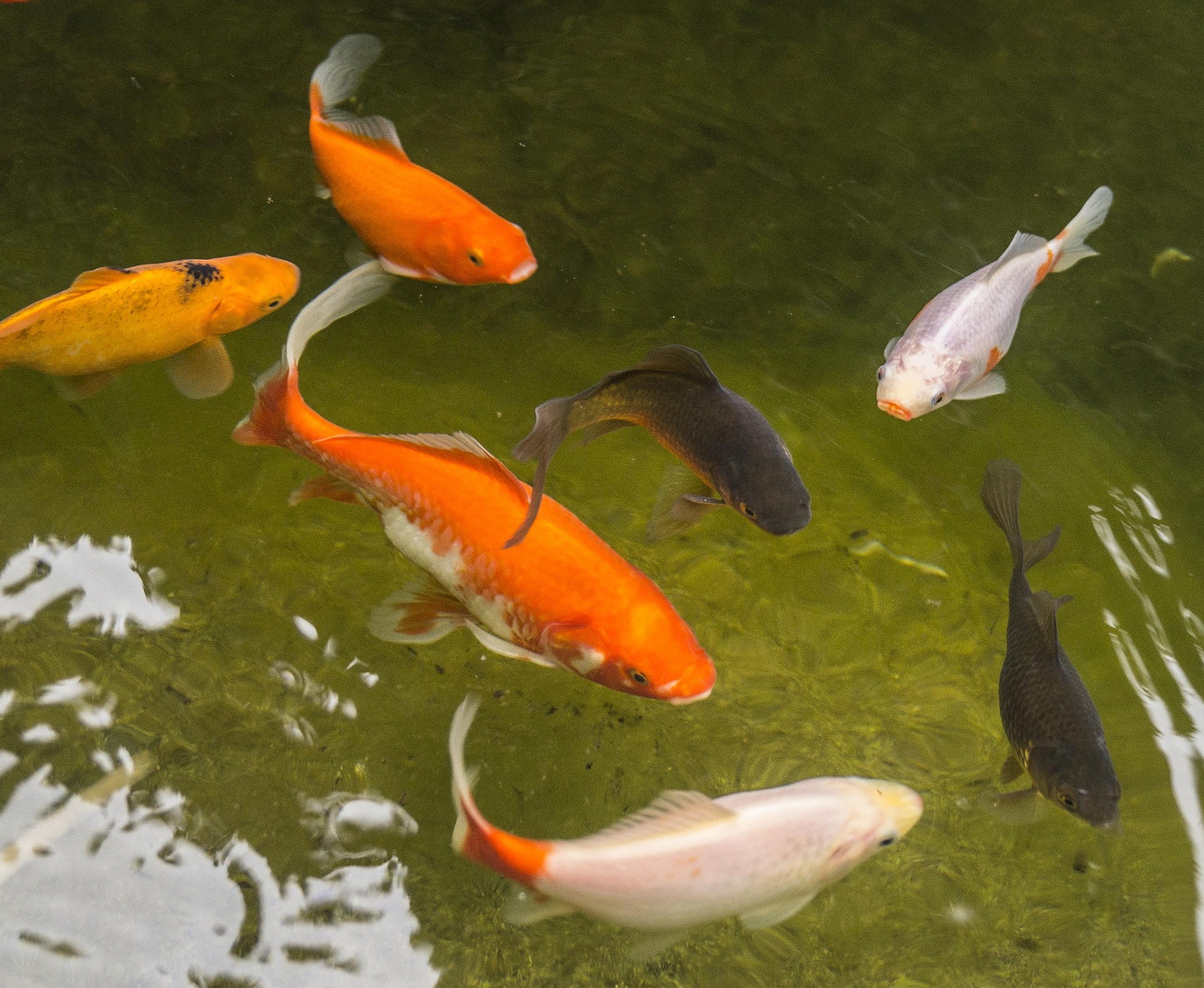 garden-pond-938105_1920 Feeding koi & goldfish in a pond