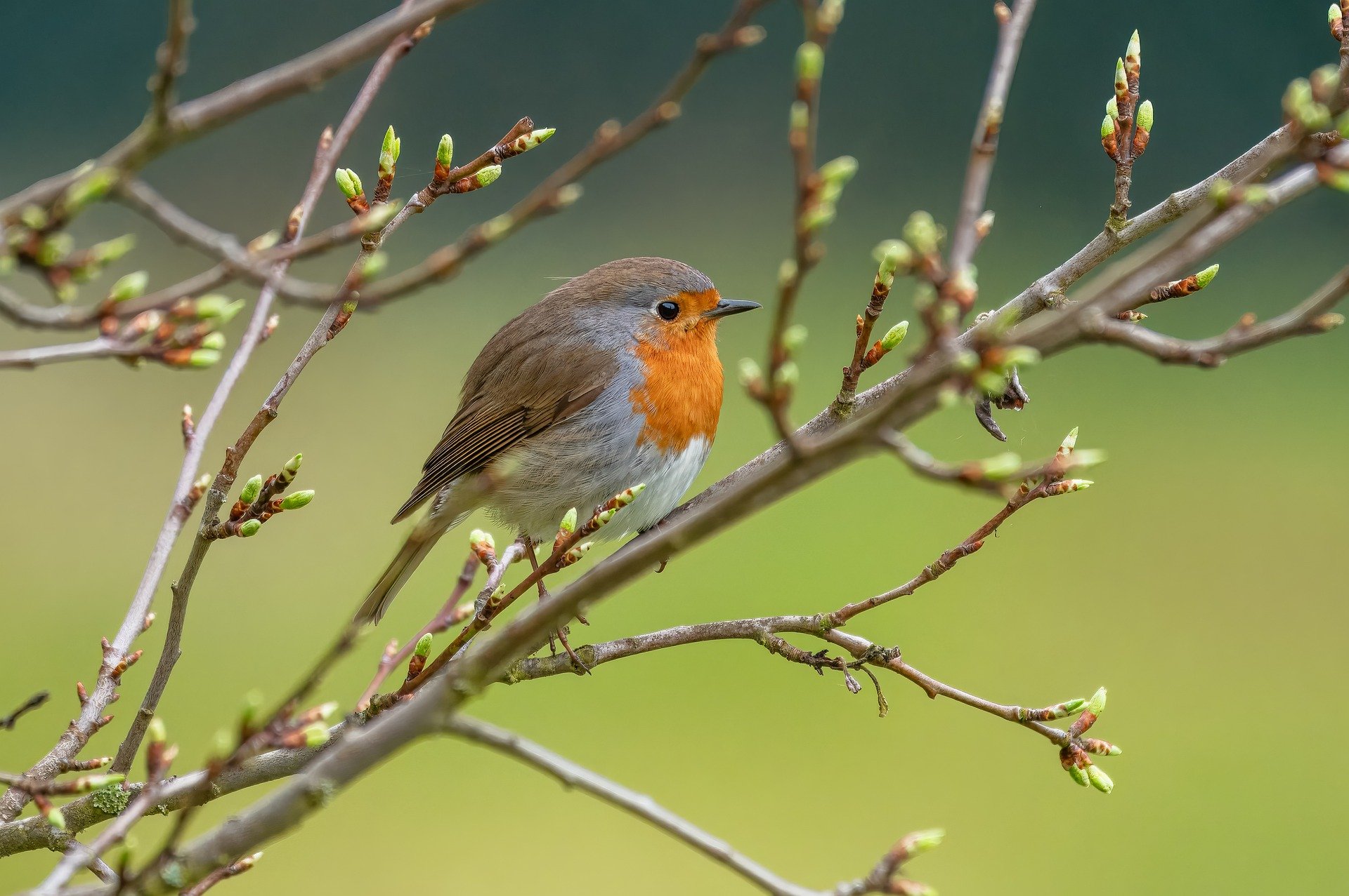 Red Breasted Robin