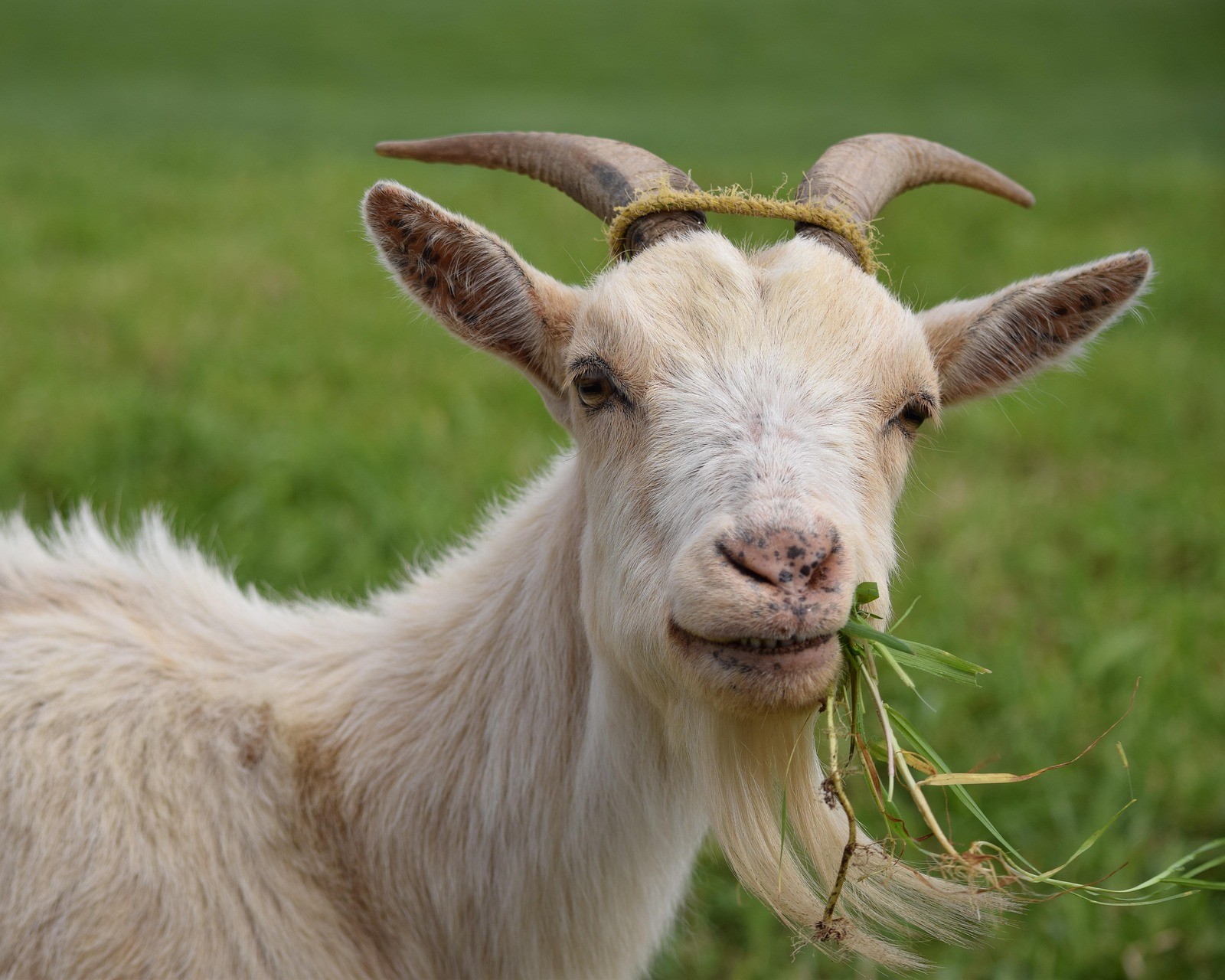 fitmum-goat-1402613_1920 Goat eating forage