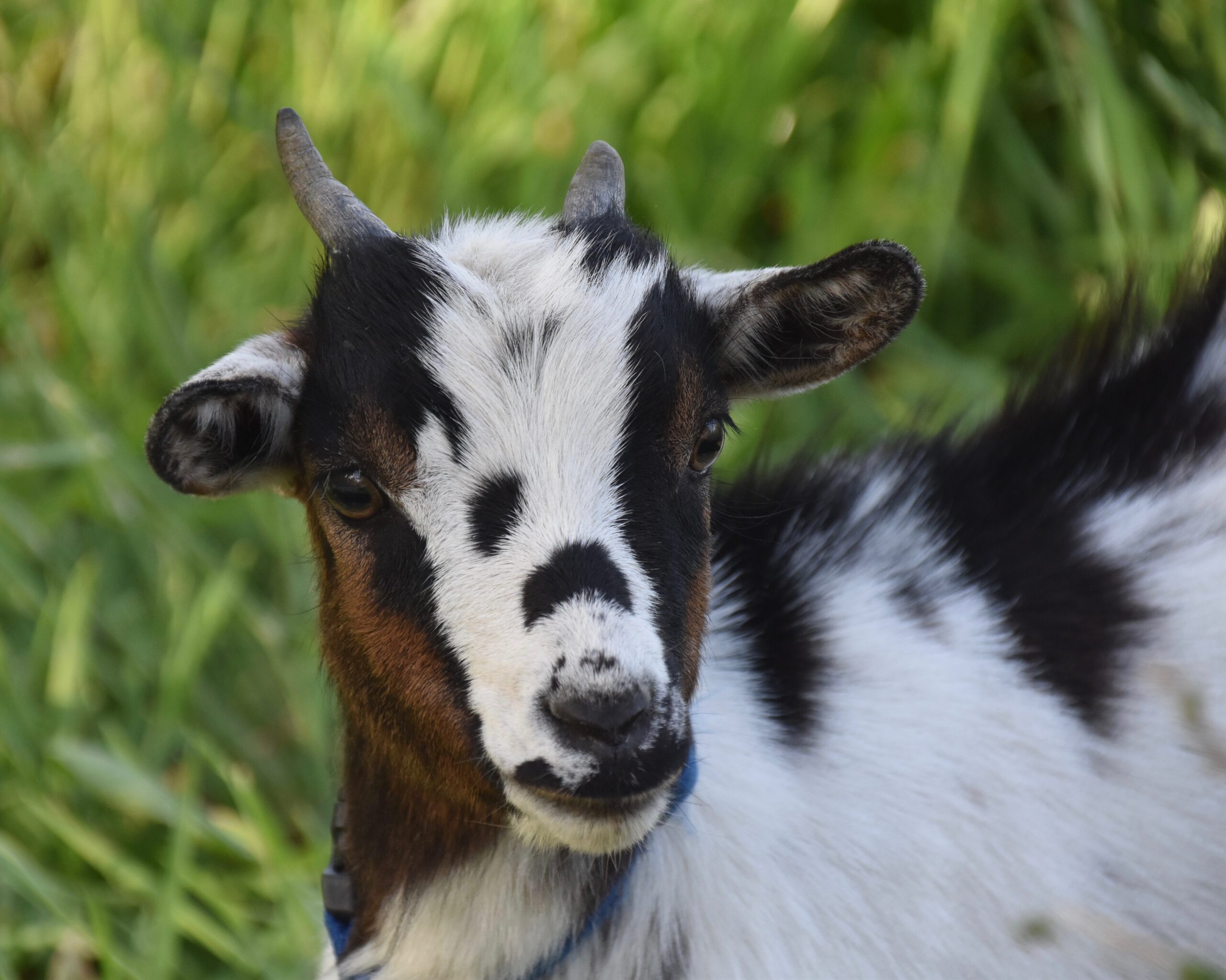 jaclou-dl-goat-5211780 Young goat or kid