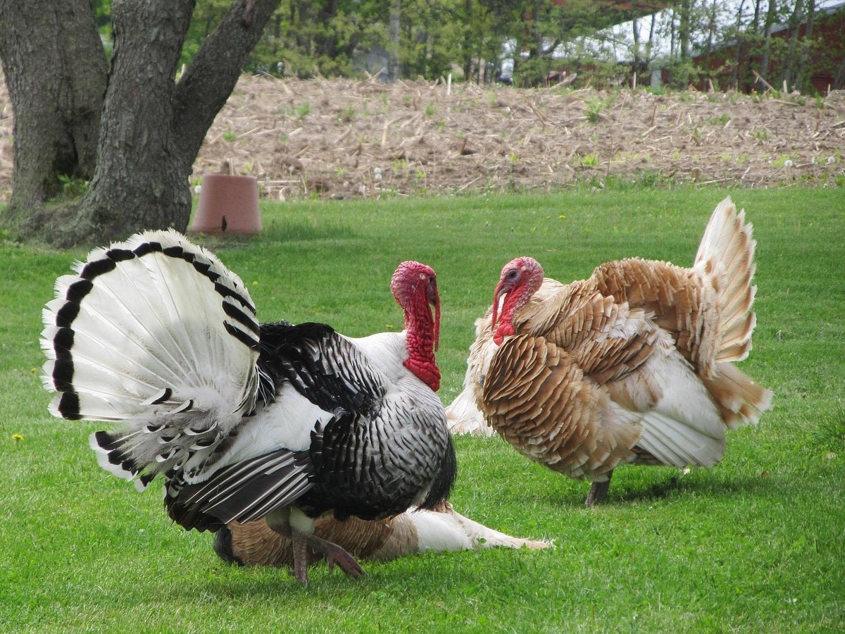turkey-72771_1280