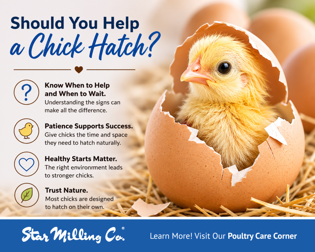 Helping a chick to hatch Tips on helping a chick to hatch