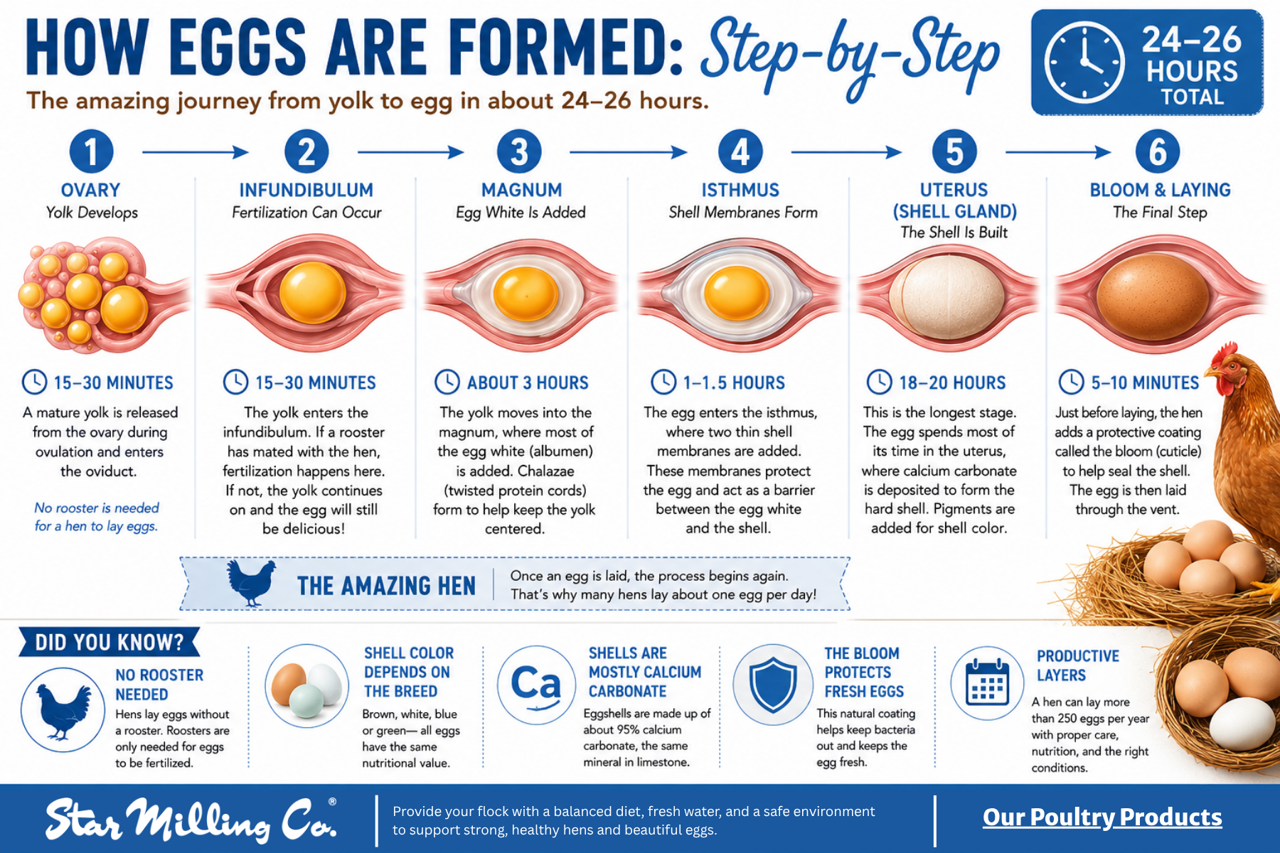 How Eggs Are Formed Step by step - how eggs are formed