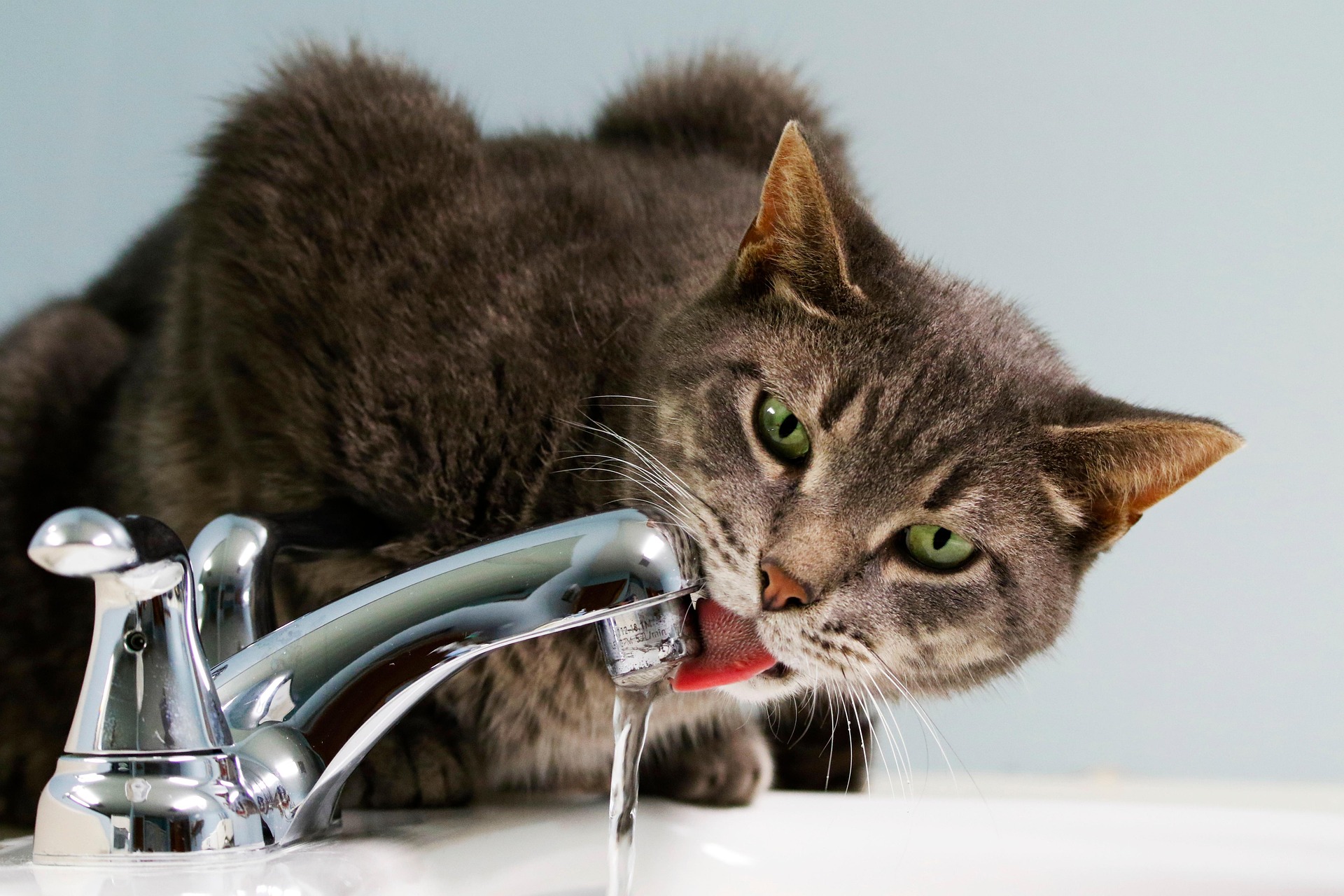 cat-7448524_1920 Cat drinking from a faucet