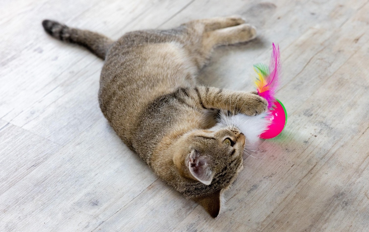 cats-6824714_1920 Cat playing with toy