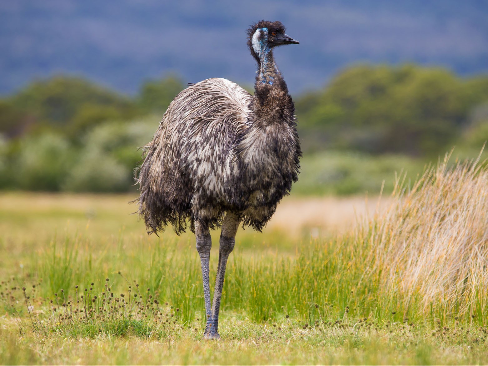 emu Adult emu