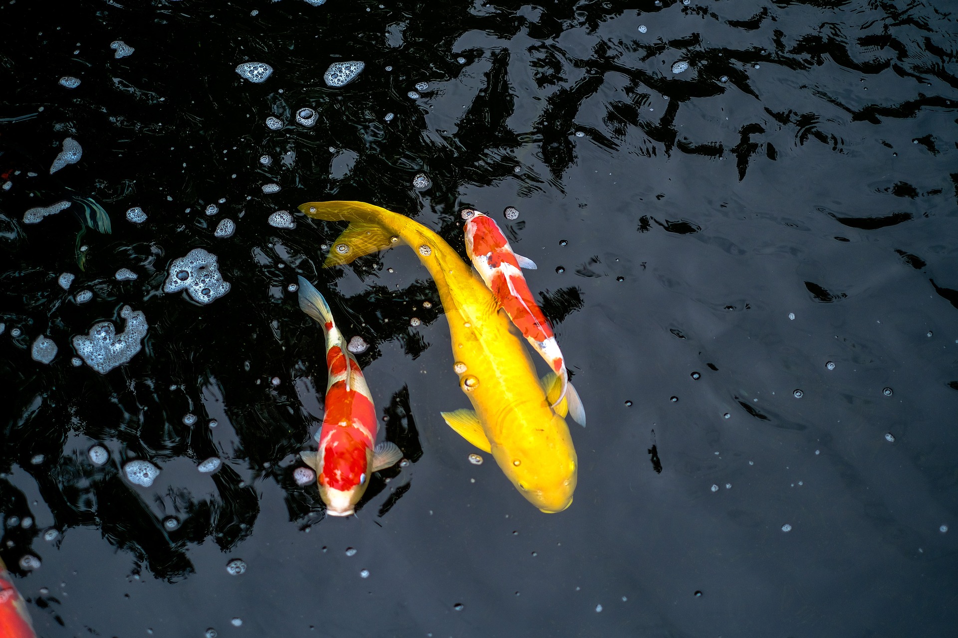 Yellow and orange koi in pond