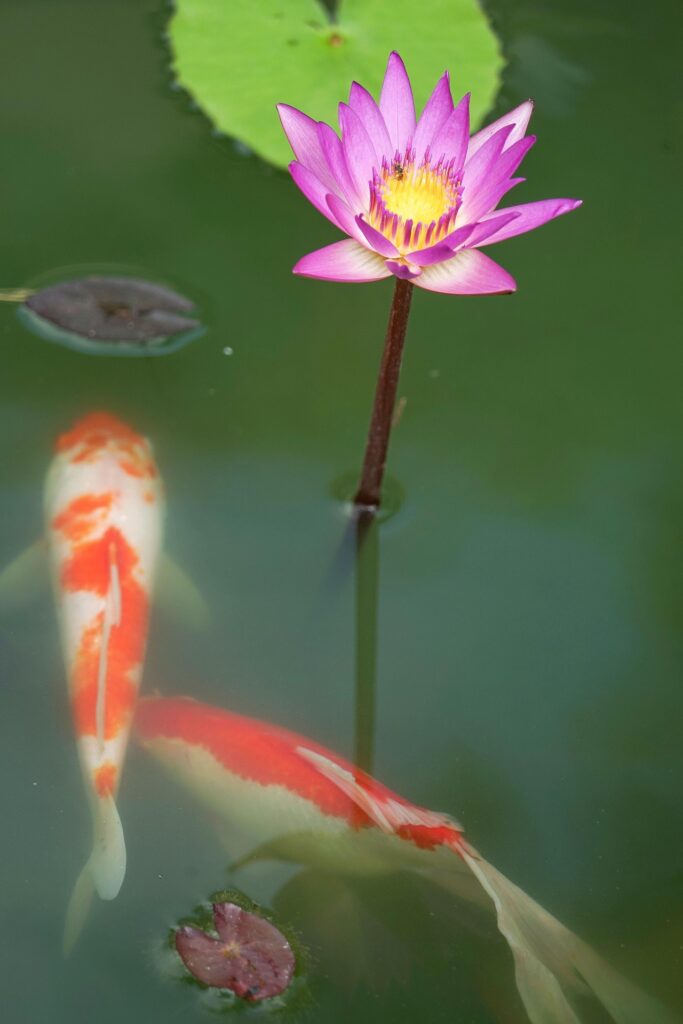 Koi pond with lotus flower