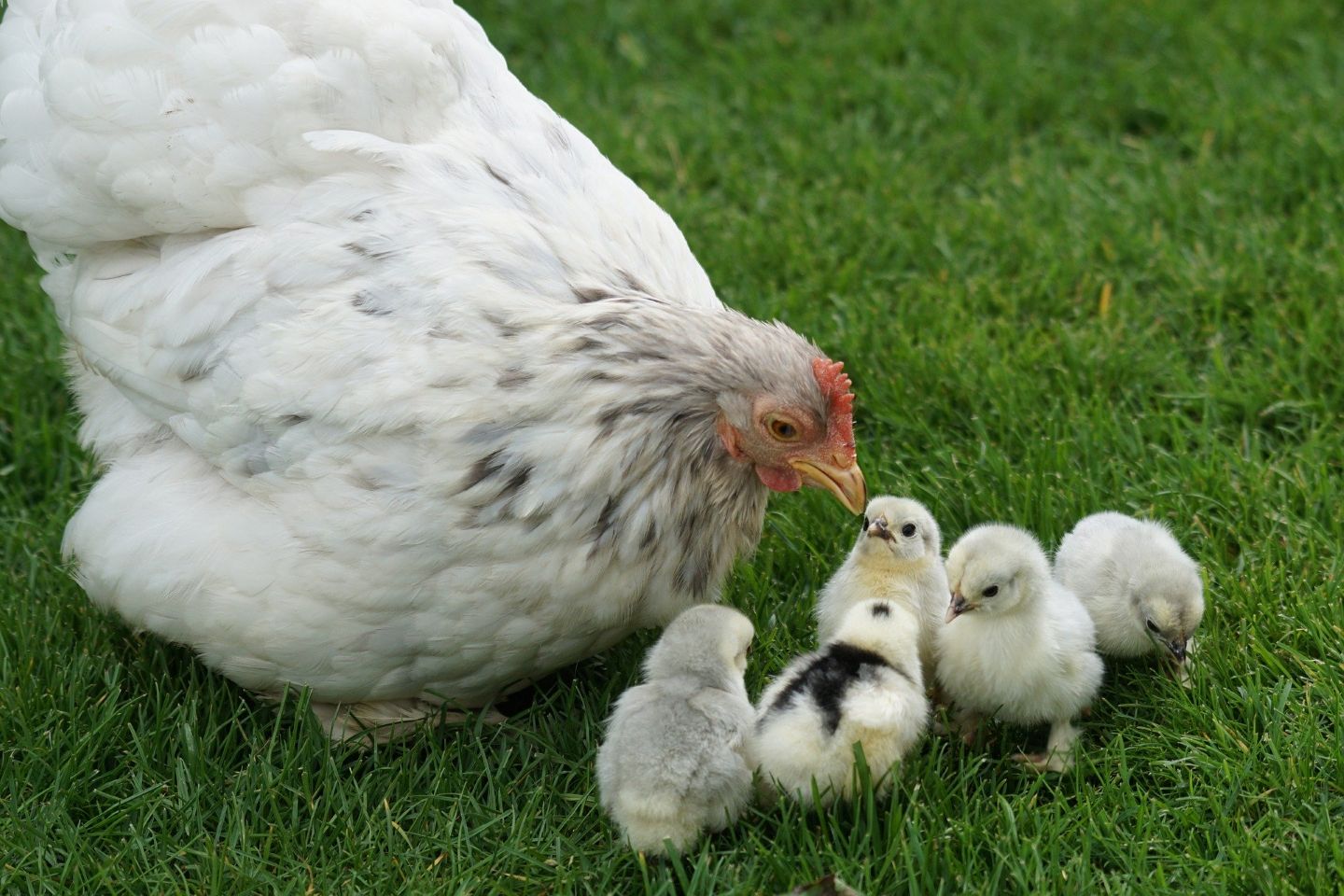 Star Milling Co. - Chicken feed for layer hens and poultry