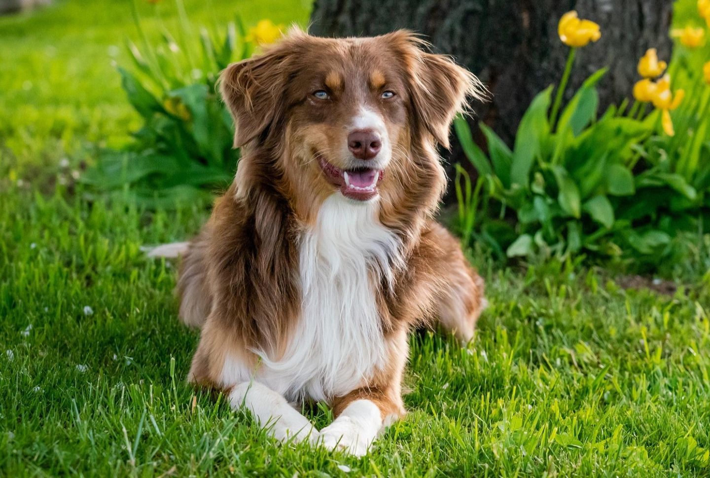 Star Milling Co. - Dog food without corn, wheat or soy