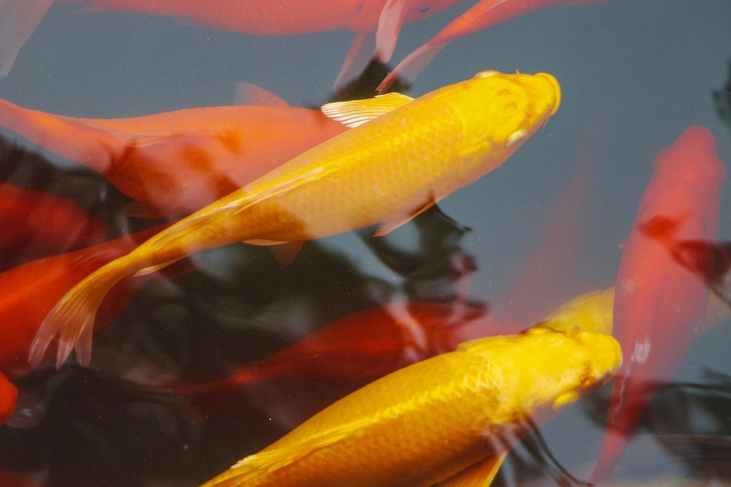 Star Milling Co. - Ornamental fish food, Commercial fish food