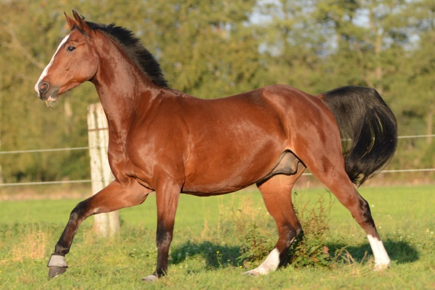Star Milling Co. - Antibiotic free equine feed, performance horse food