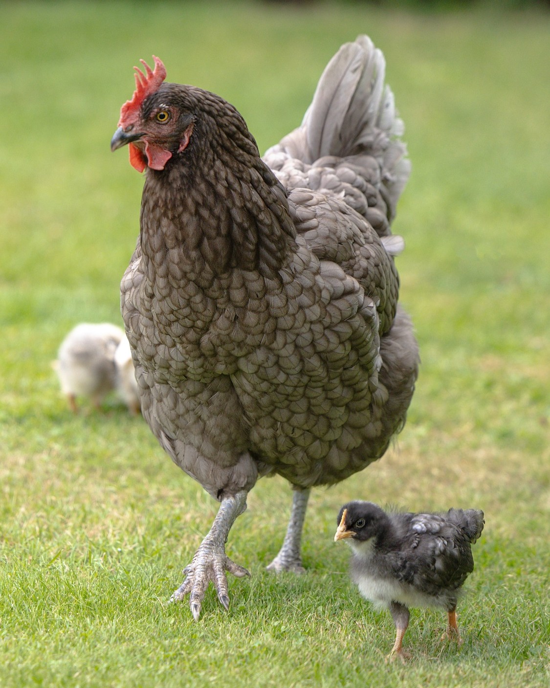 Young chicks and hen - chick starter feed
