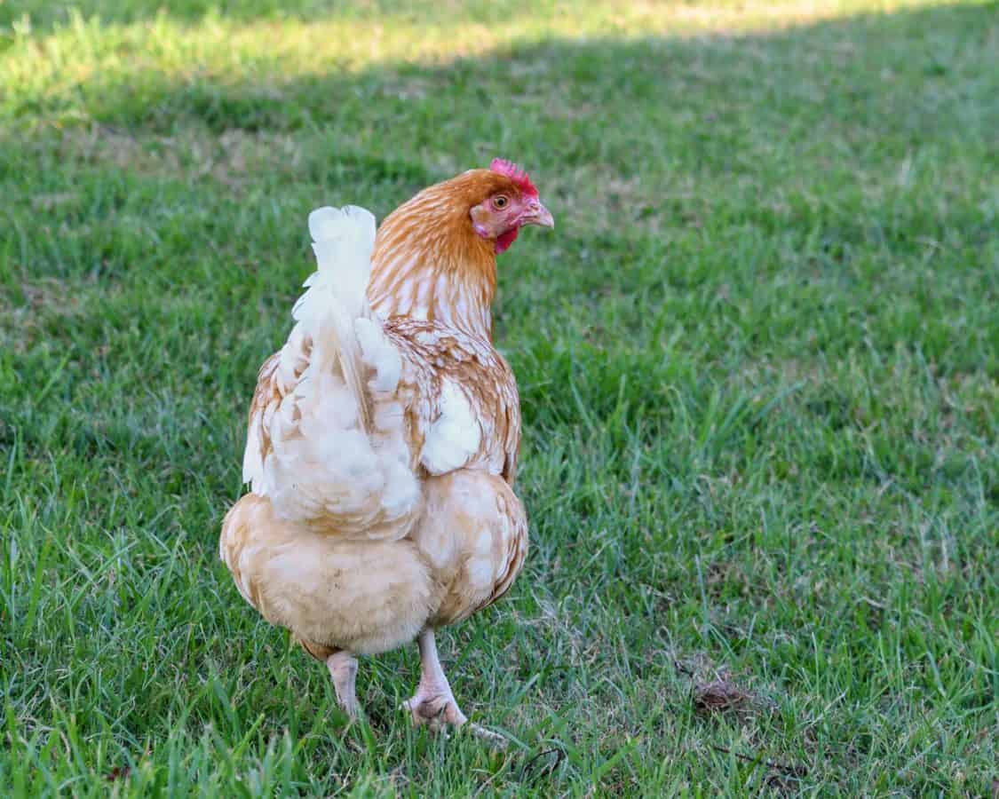 Molting chicken with missing feathers