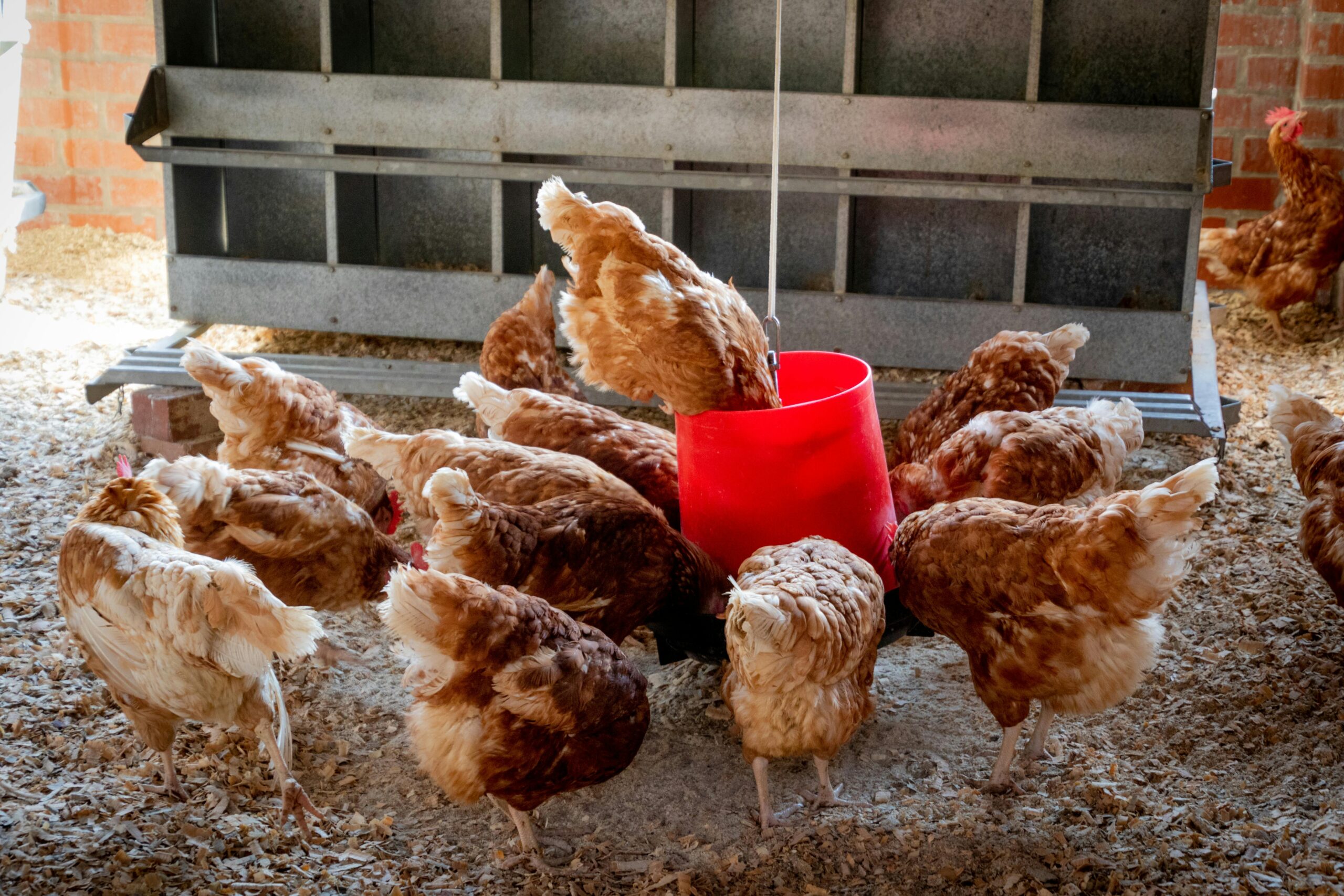 Layer hen feed for backyard chickens