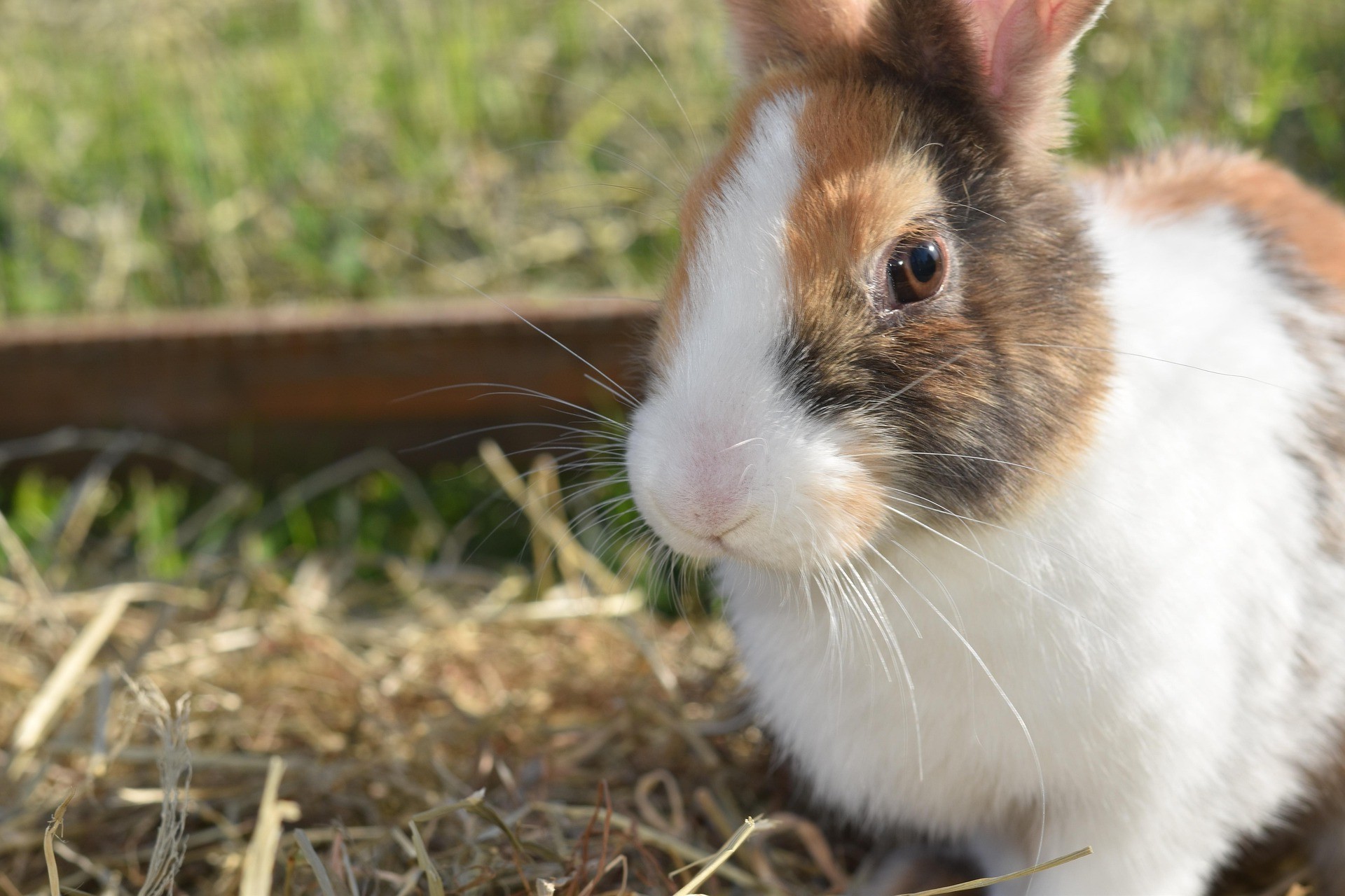 rabbit-7288317_1920 Rabbit eating hay