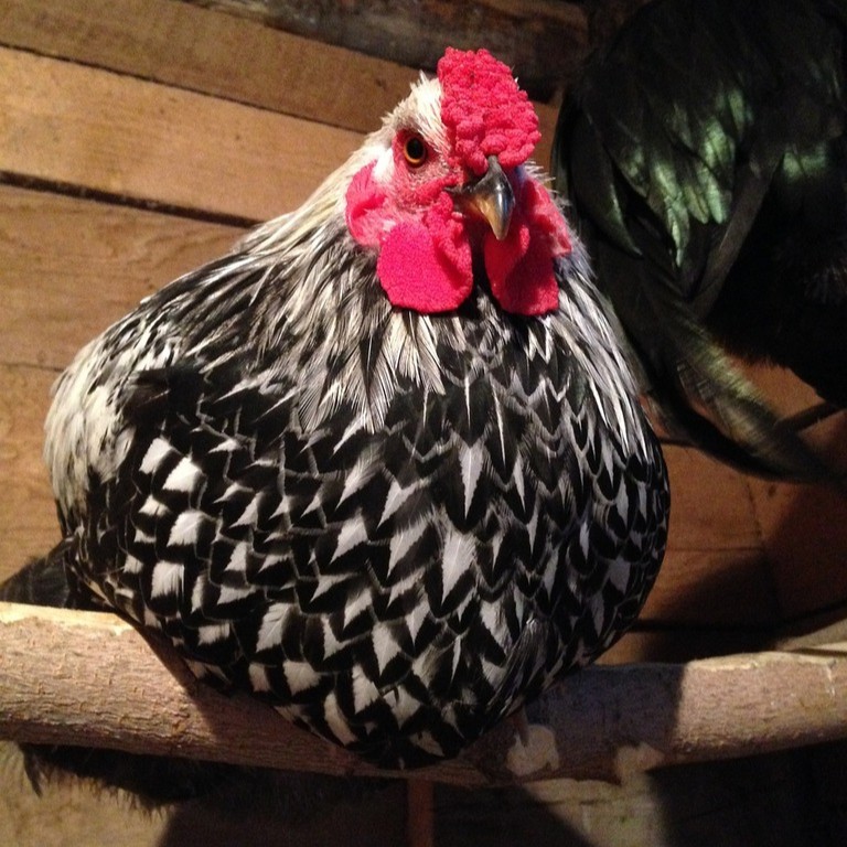 Chicken on homemade branch perch