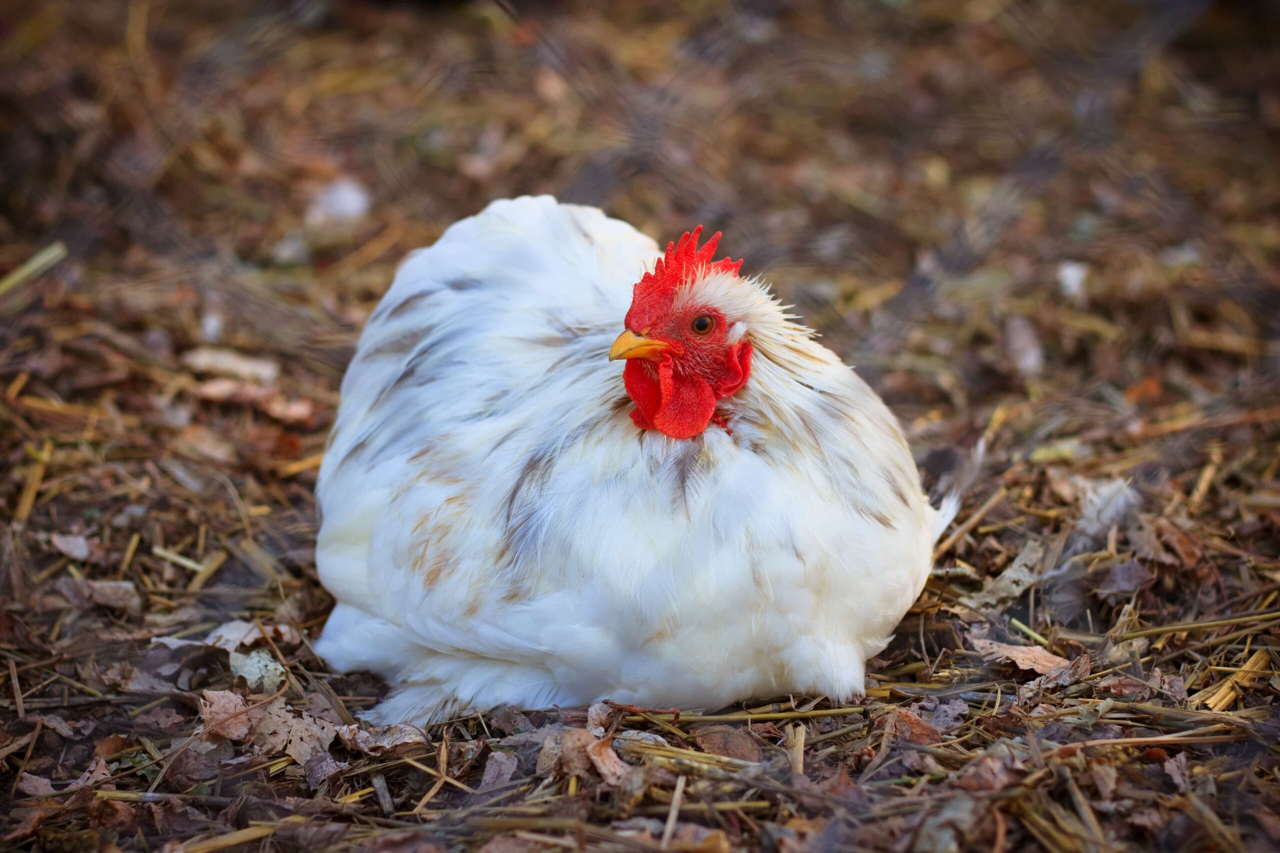 White Hen Molting