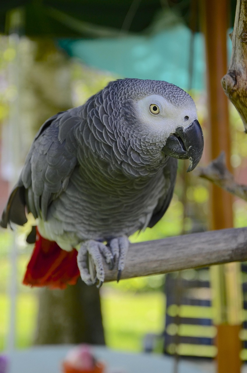 African Grey Parrot
