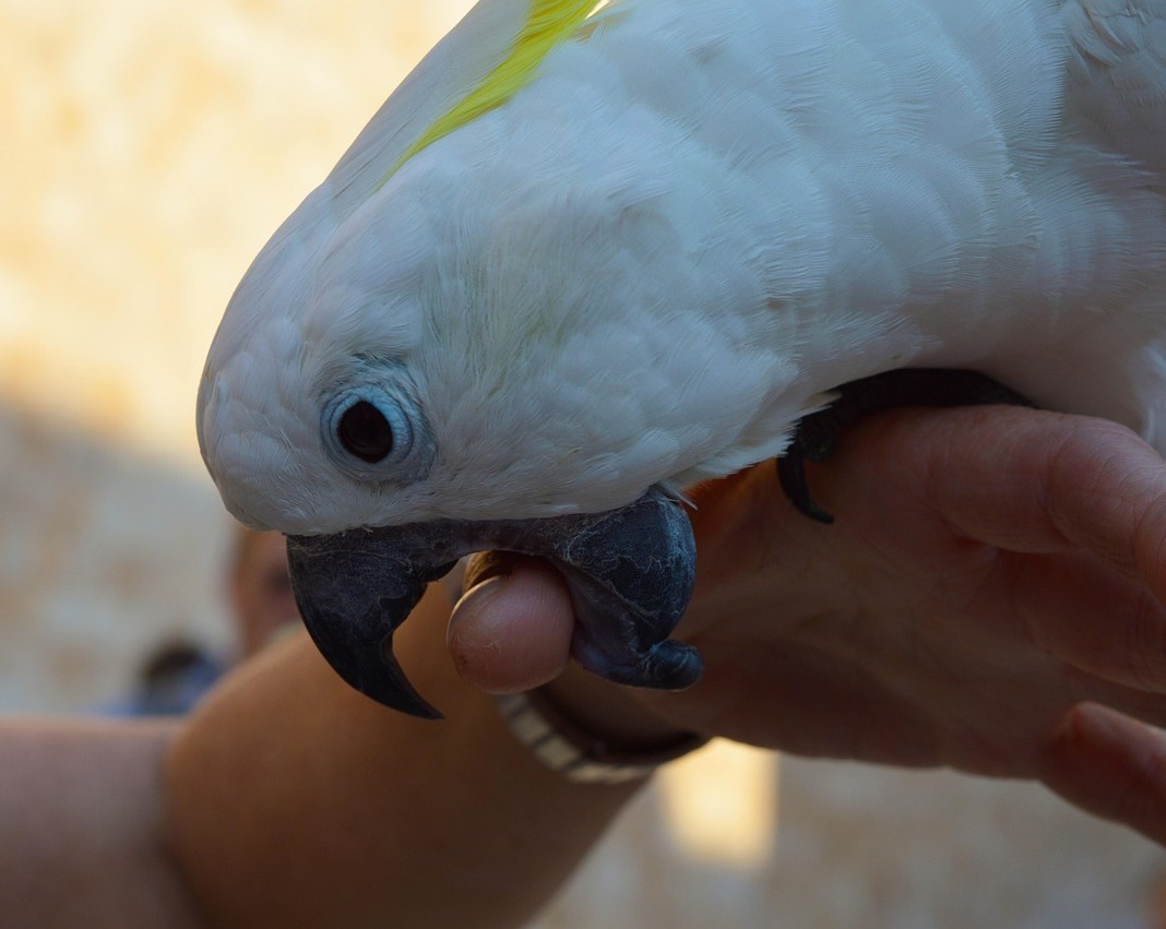 Parrot biting the owner's hand