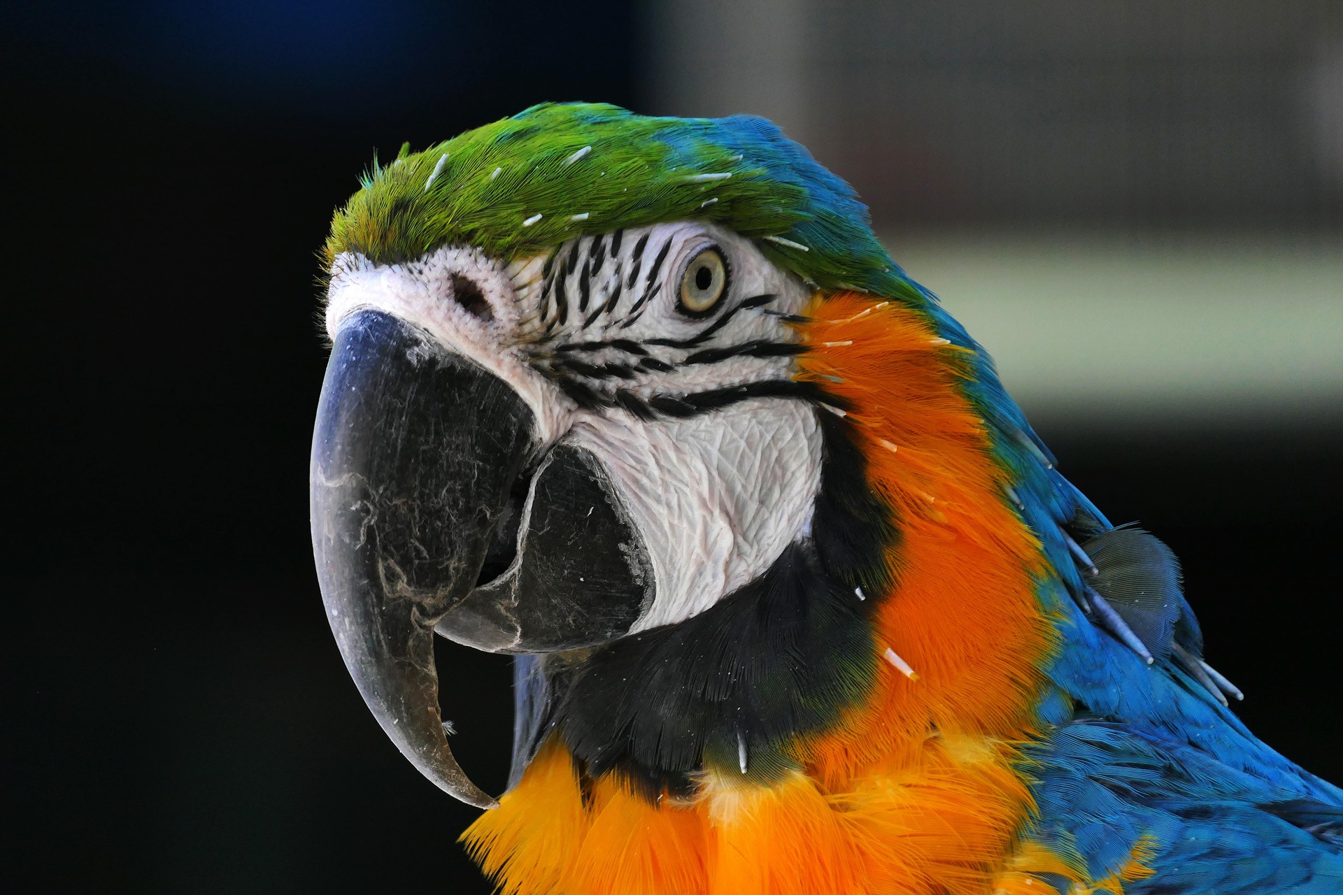Blue Macaw Parrot