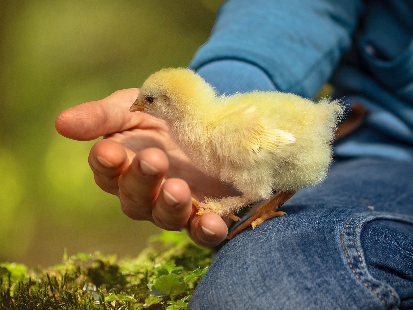 Baby chick care - Star Milling Co. Baby chick care - Star Milling Co.
