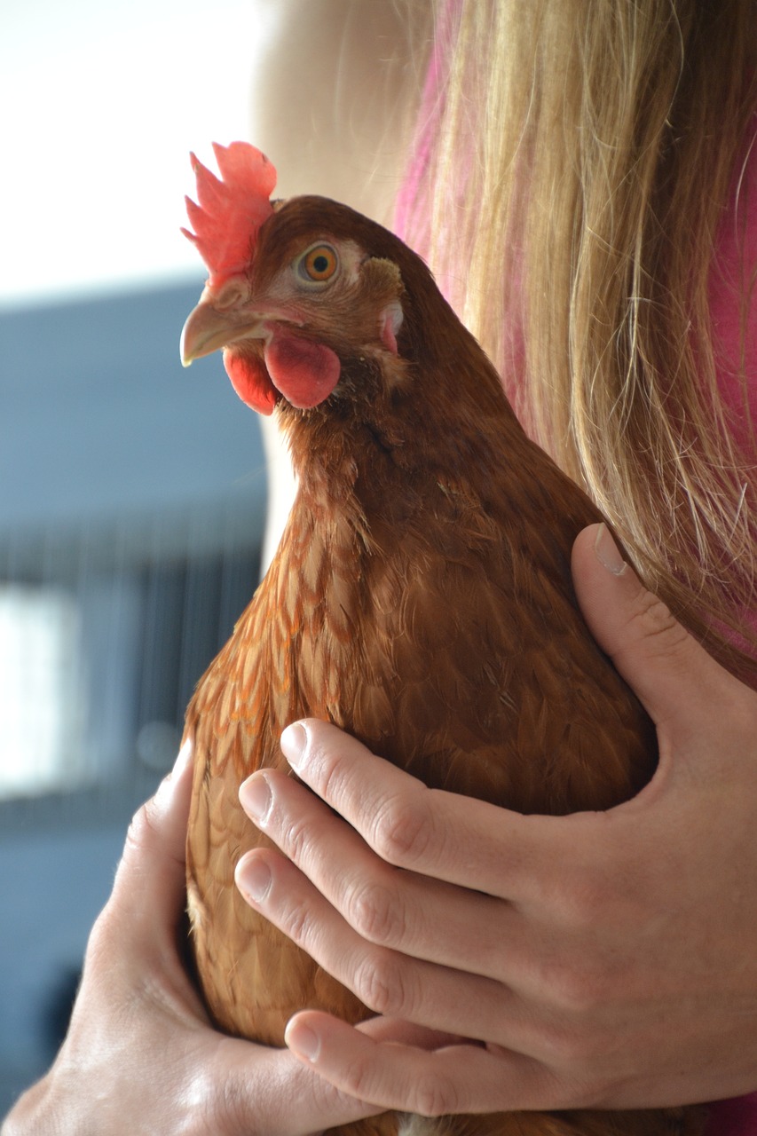 Girl holding chicken Child holding a chicken - Star Milling Co.