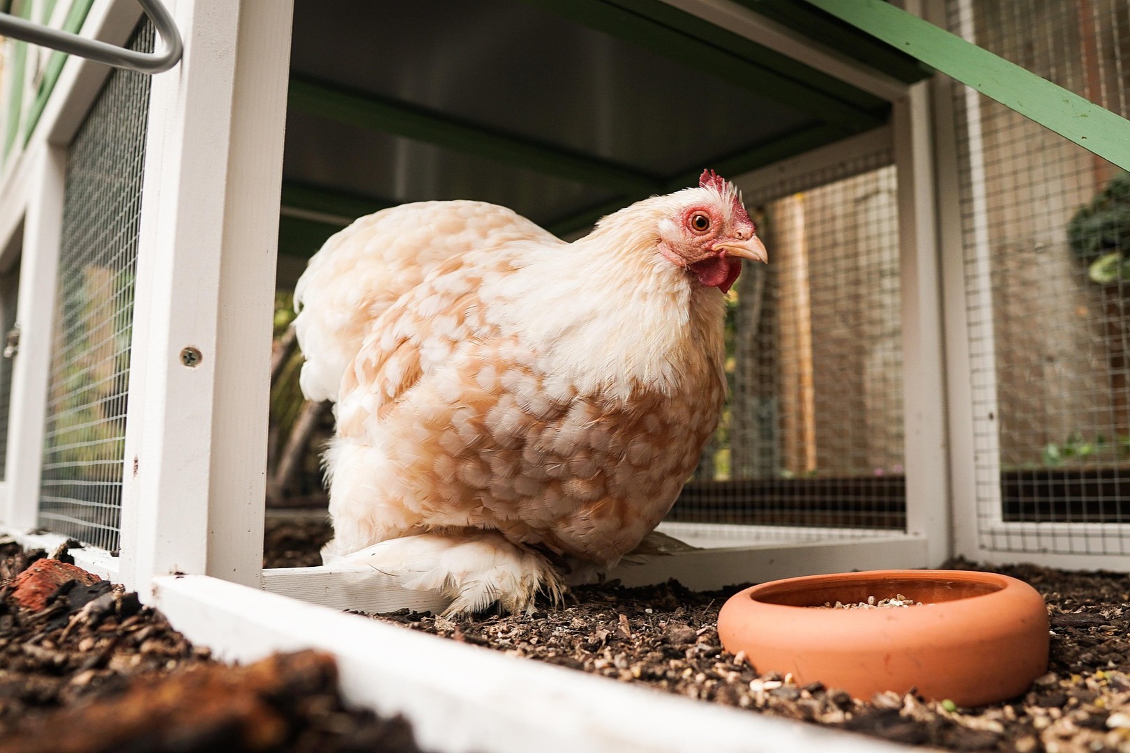 Hen eating treats - Star Milling Co. Hen eating treats - Star Milling Co.