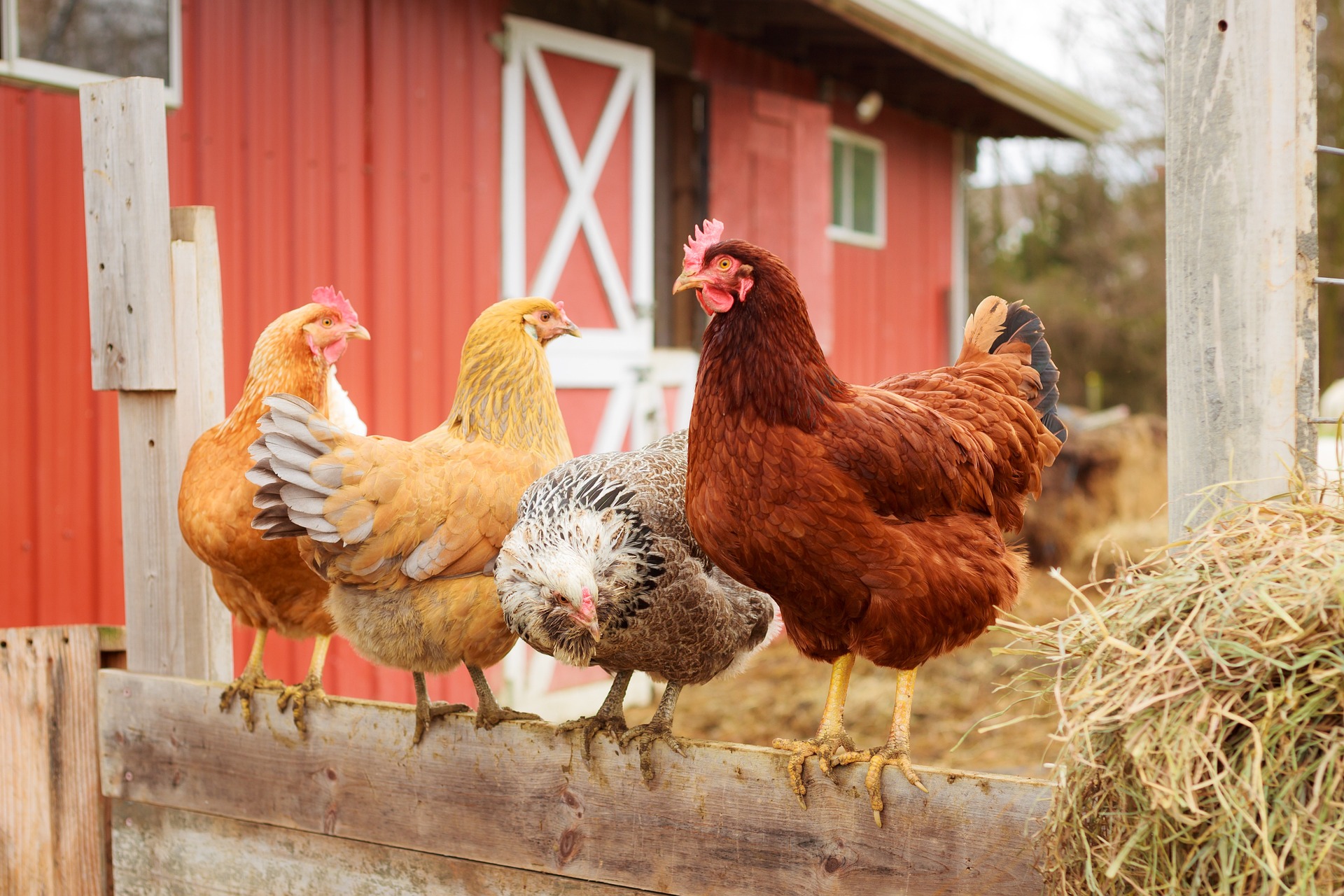 Healthy backyard chickens - Star Milling Co. Healthy backyard chickens - Star Milling Co.