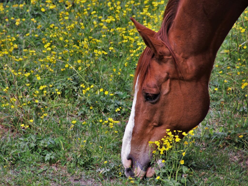 Learn what to feed horses - Star Milling Co.